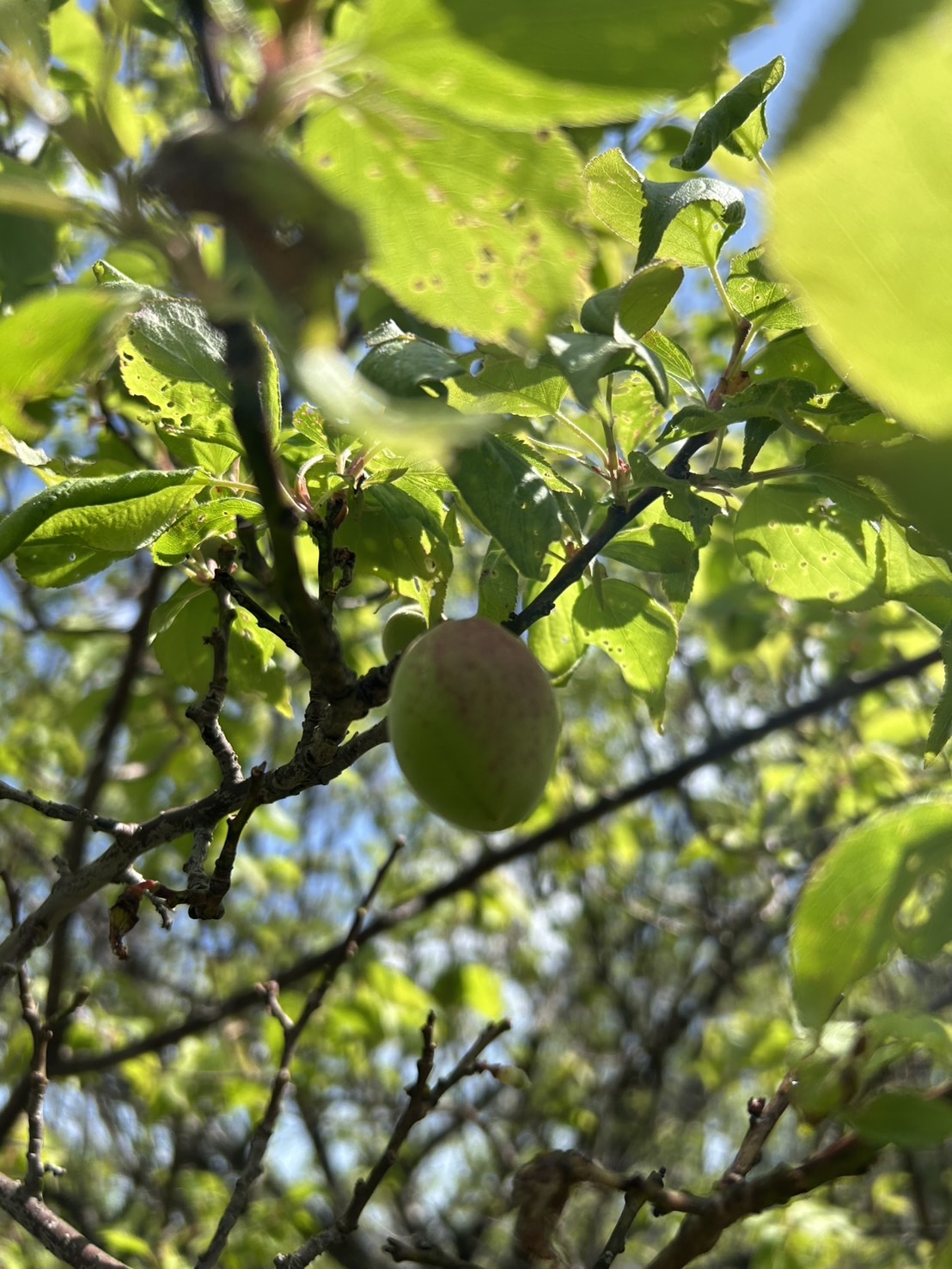 農園で育つ果物