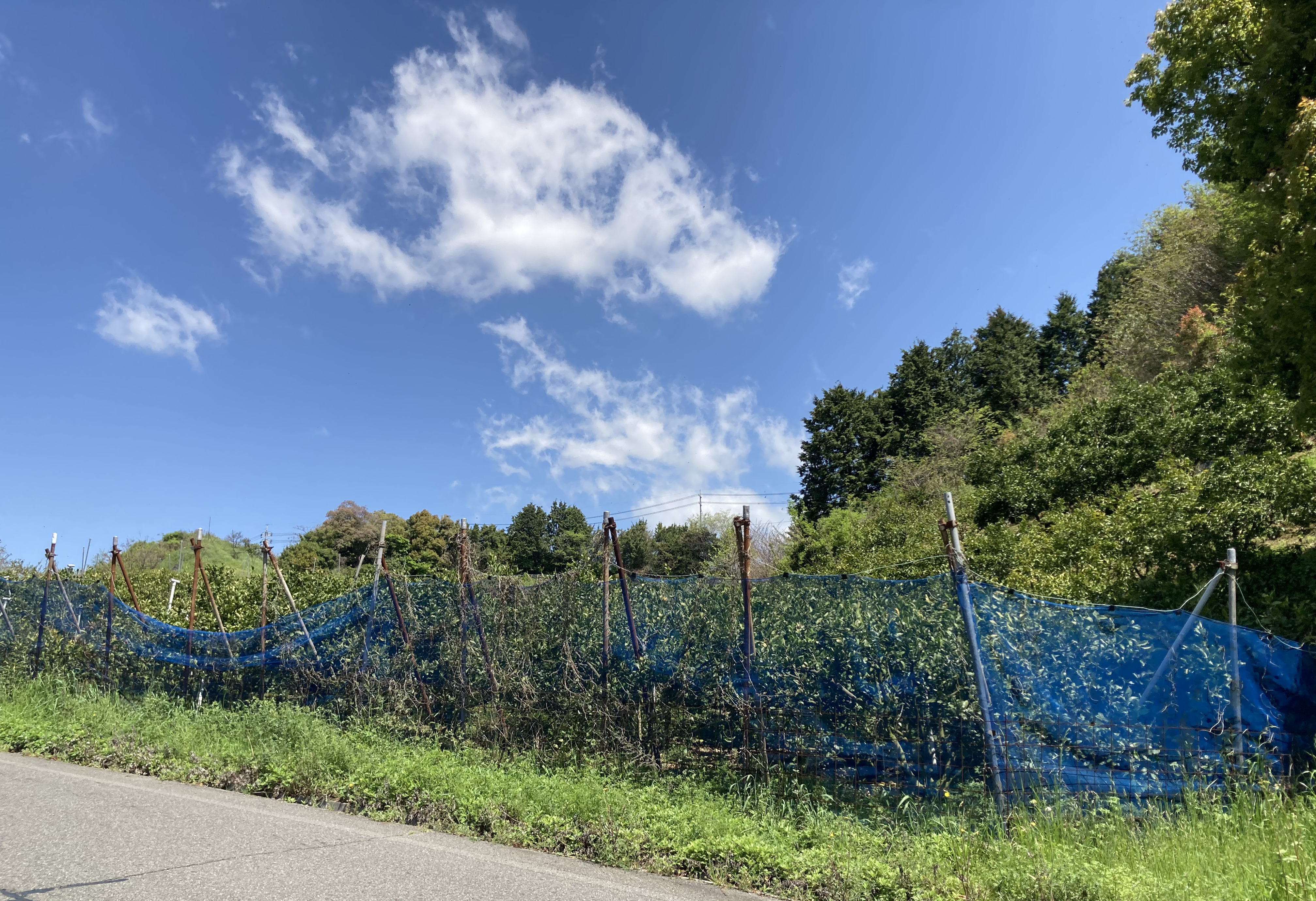 やまだ農園の畑