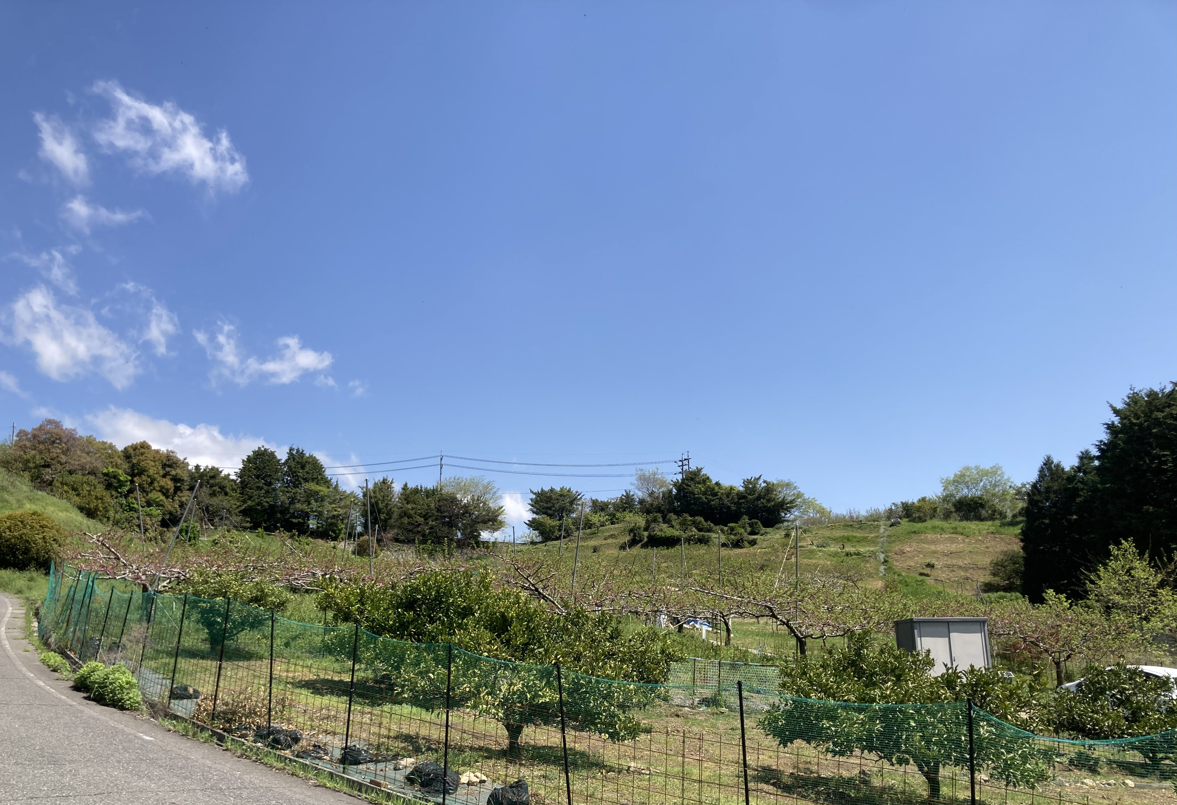 やまだ農園の果樹園